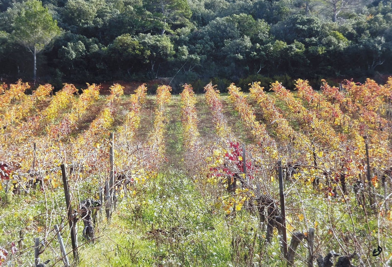 L'or de la vigne, by Claude Duboille